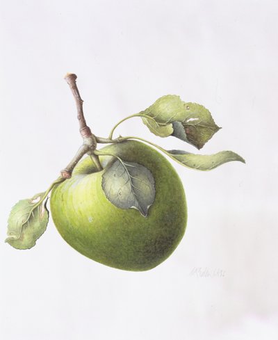 Bramley Apple, 1995 by Margaret Ann Eden